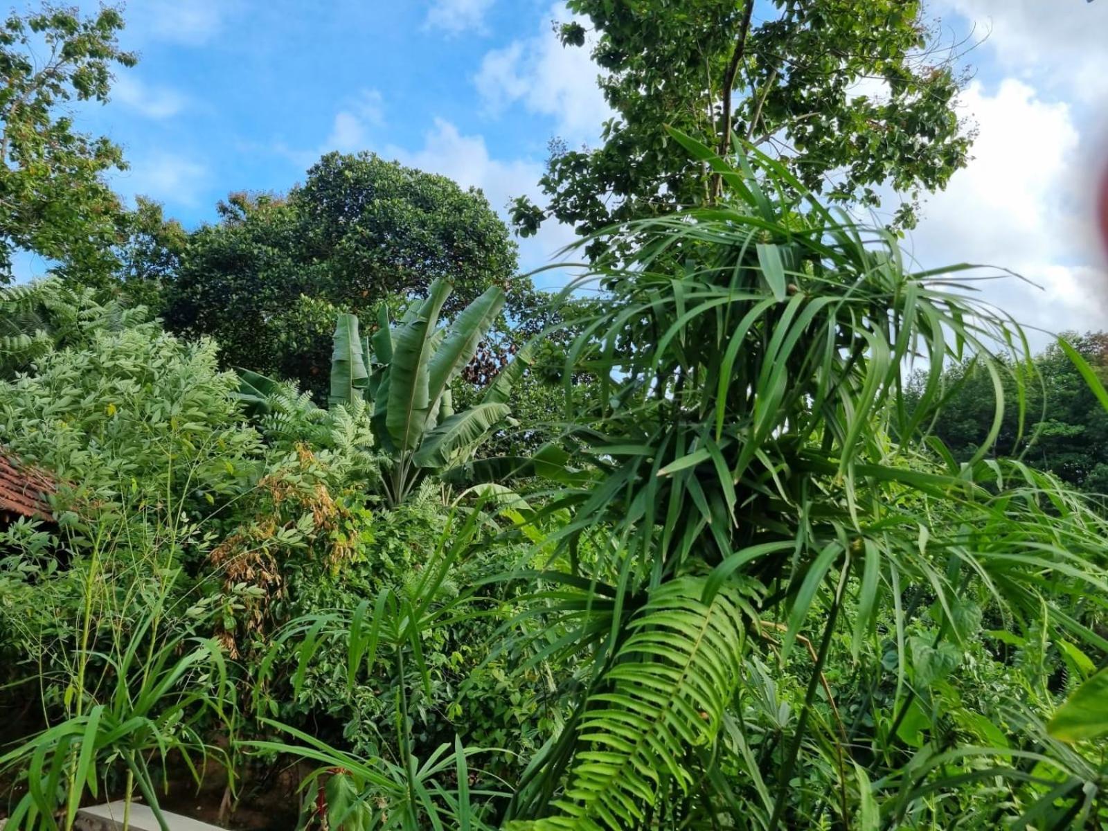 Silver Hill Ecovillage Kurunegala Exterior foto